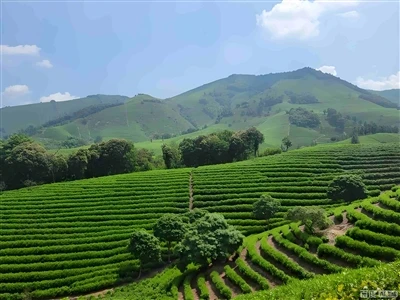 Shengzhou Tea Exports in 2025: Sustaining Growth Through Strategic Diversification